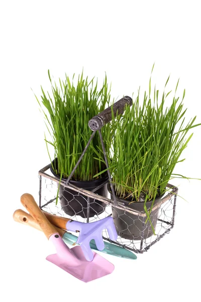 Hierba en macetas y herramientas de jardín para niños — Foto de Stock