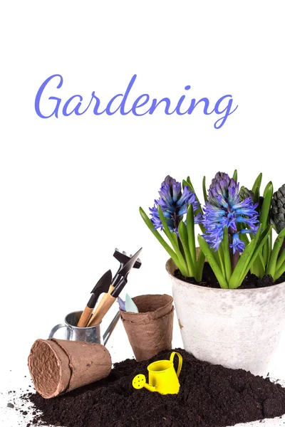 Flower in pot, ground  and garden tools — Stock Photo, Image