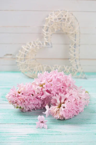 Fresh aromatic hyacinths flowers — Stock Photo, Image