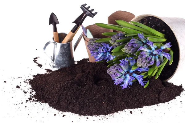 Kwiat w puli, ziemi i ogród narzędzia — Zdjęcie stockowe
