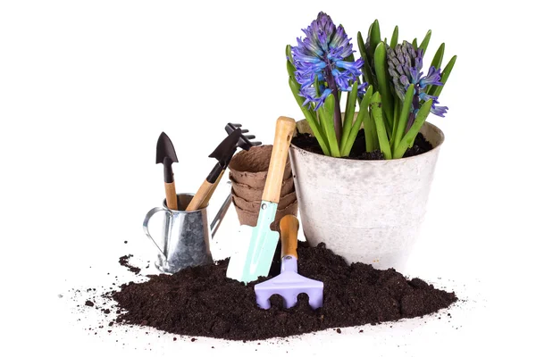 Kwiat w puli, ziemi i ogród narzędzia — Zdjęcie stockowe