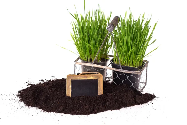 Grass in pots, ground  and blackboard — Stock Photo, Image