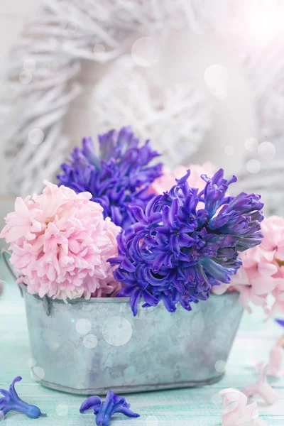 Postkarte mit frischen Blumen Hyazinthen — Stockfoto