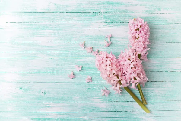 Fundo com flores frescas jacintos — Fotografia de Stock