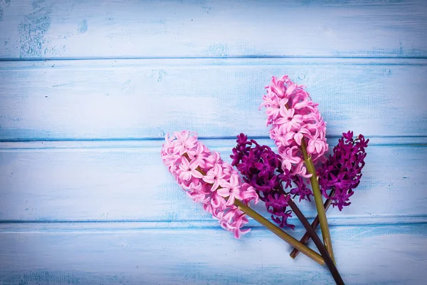 Свежие цветы гиацинты — стоковое фото