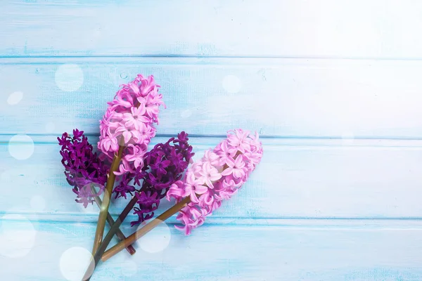 Jacintos de flores frescas —  Fotos de Stock