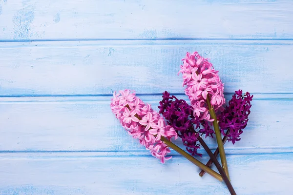 Jacintos de flores frescas —  Fotos de Stock