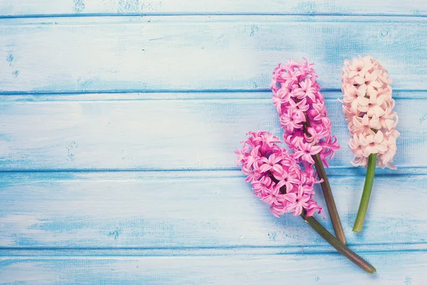 Fiori freschi giacinti — Foto Stock