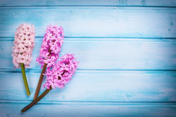 Jacintos de flores frescas —  Fotos de Stock