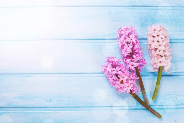 Свіжі квіти hyacynths — стокове фото