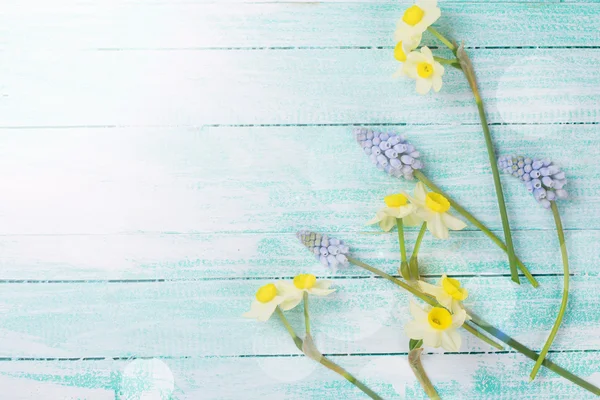 Pohlednice s květy narcisů a muscaries — Stock fotografie