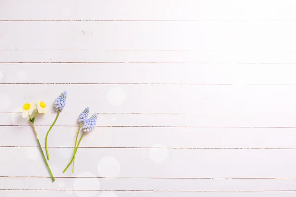 Pocztówka z kwiaty żonkile i muscaries — Zdjęcie stockowe