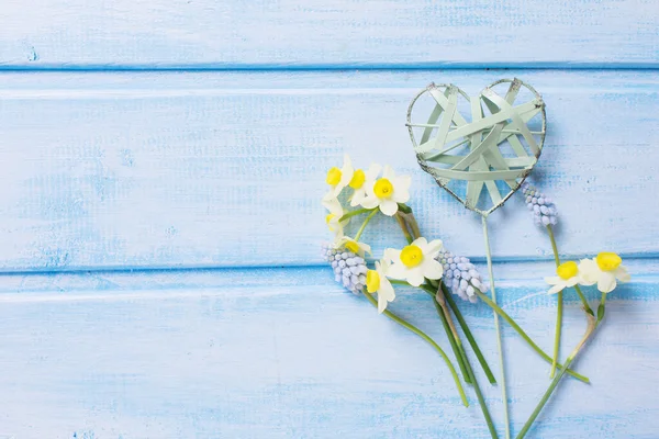 Květy narcisů, muscaries a dekorativní srdce — Stock fotografie