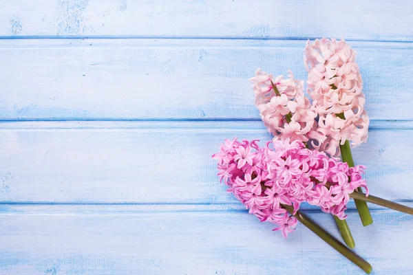 Świeże kwiaty Hiacynty — Zdjęcie stockowe