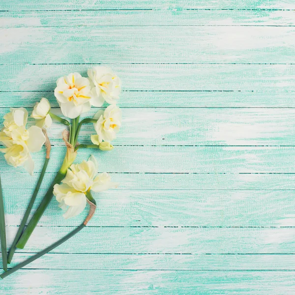 Fundo com narcisos frescos — Fotografia de Stock