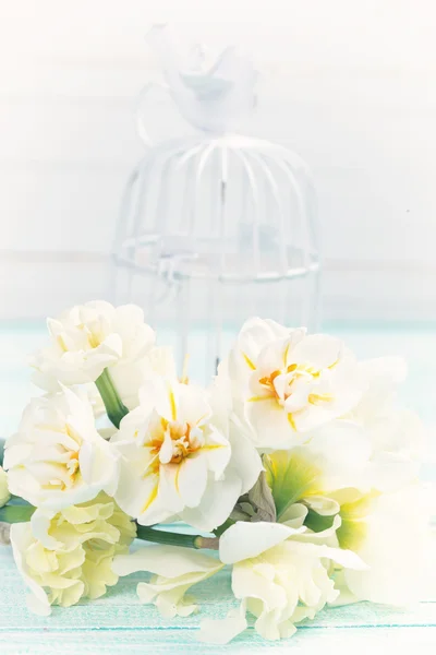 Background with fresh daffodils — Stock Photo, Image