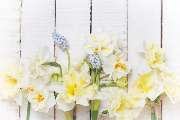 Fond avec des jonquilles fraîches et des muscaires — Photo