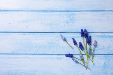 Arka plan ile taze muscaries çiçek