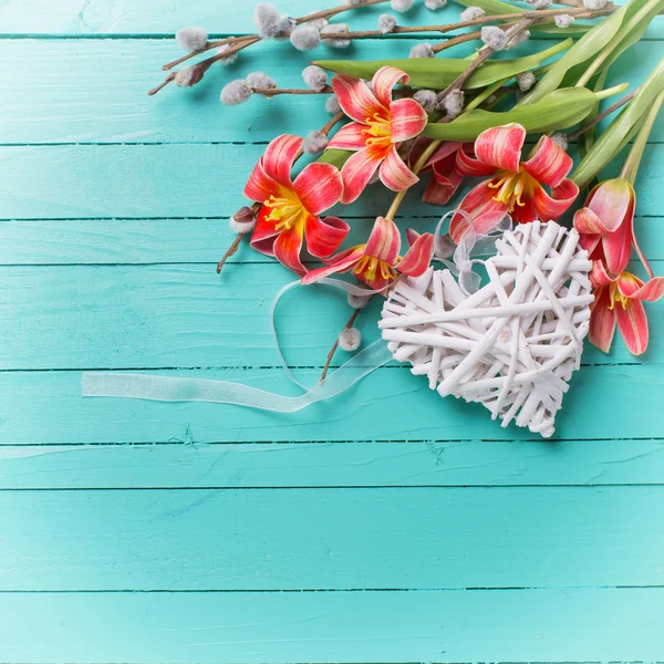 Sfondo con tulipani freschi e cuore decorativo — Foto Stock