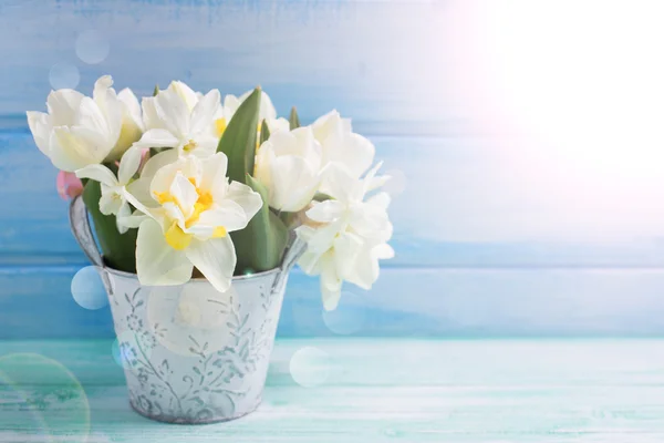 Pozadí s čerstvým Narcis a tulipány v kbelíku — Stock fotografie