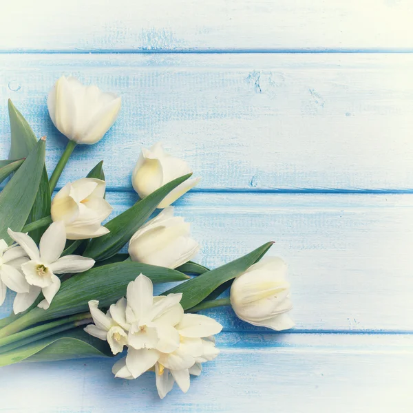 Cartão postal com narciso fresco e tulipas — Fotografia de Stock