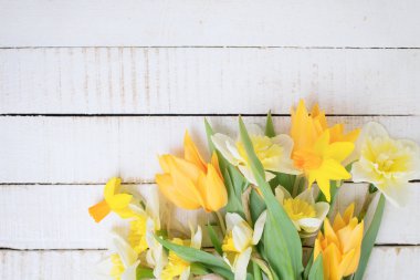 Taze laleler ve Nergis ile arka plan