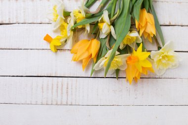 Taze laleler ve Nergis ile arka plan