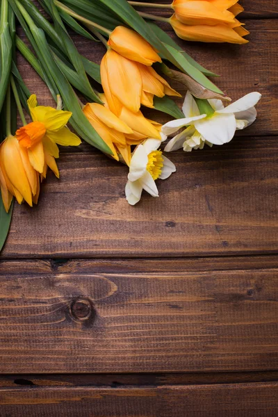 Fond avec des jonquilles et des tulipes fraîches — Photo