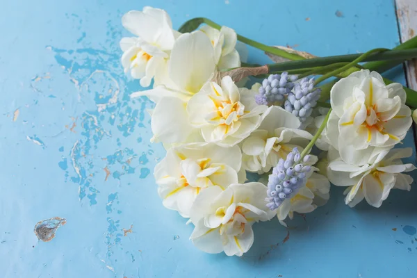 Fond avec des jonquilles fraîches et des muscaires — Photo