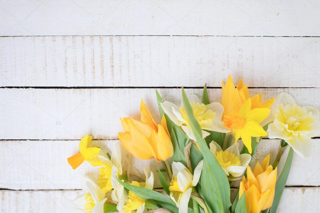 daffodil