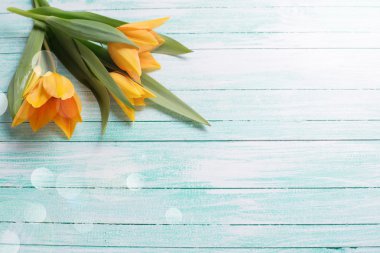 Arka plan ile taze laleler