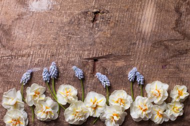 Sınır taze nergis ve muscaries