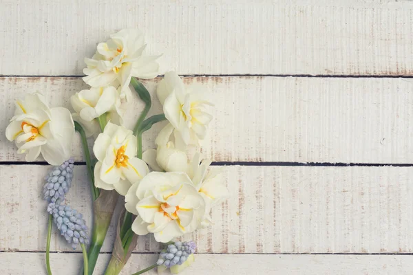 Fond avec des jonquilles fraîches et des muscaires — Photo