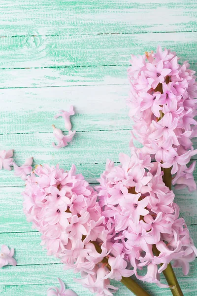 Fondo con jacintos de flores frescas — Foto de Stock