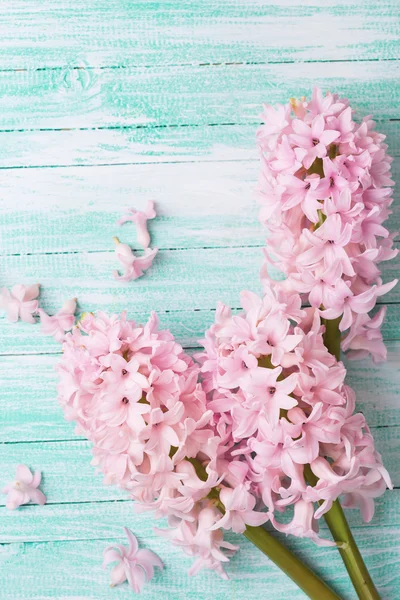 Pozadí s čerstvými květinami hyacinty — Stock fotografie