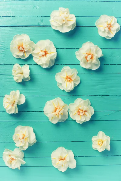 Narcissus květy na zeleném pozadí — Stock fotografie