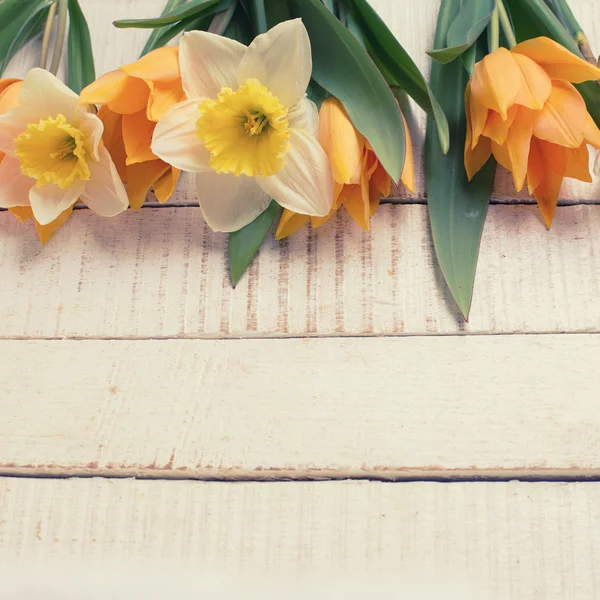 Fond avec des tulipes fraîches et narcisse — Photo