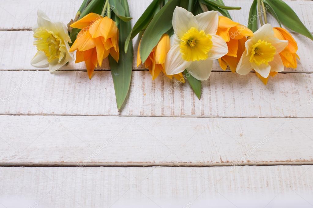 daffodil