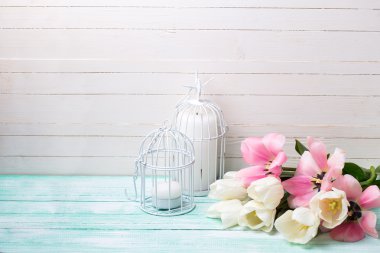 Arka plan beyaz ve Pembe Lale ile.