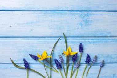 Arka plan ile taze muscaries ve Lale çiçek