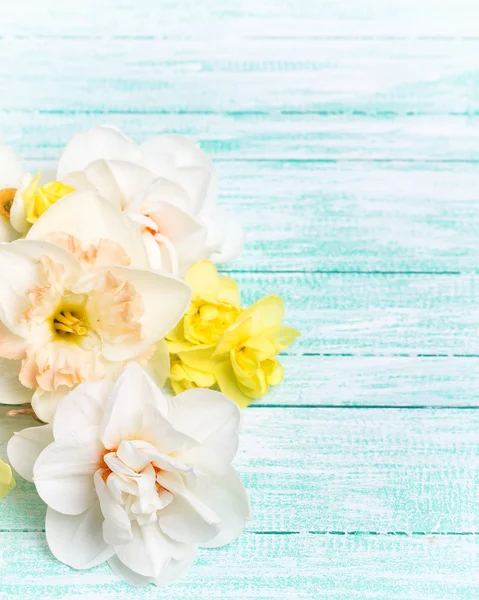 Bakgrund med påskliljor blommor — Stockfoto