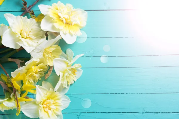 Frische Frühling gelbe Narzissenblüten — Stockfoto