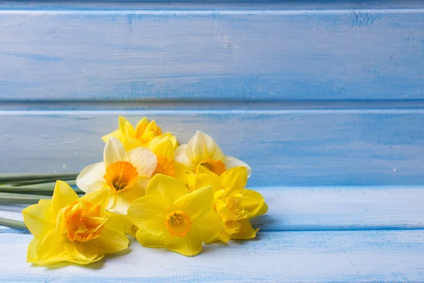 Bakgrund med färska narcissus — Stockfoto