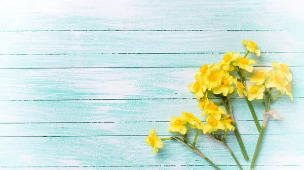 Background with fresh  yellow narcissus — Stock Photo, Image