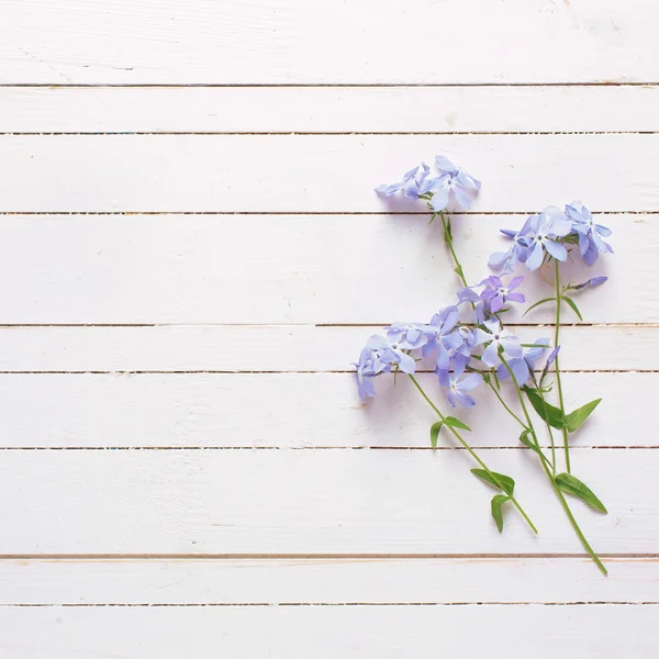 Fond avec des fleurs bleues — Photo