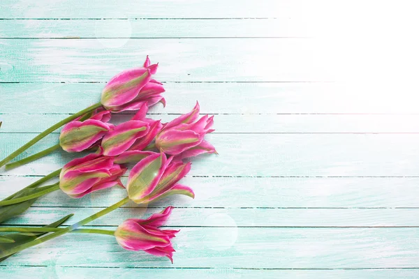 Bakgrund med ljusa rosa tulpaner blommor — Stockfoto