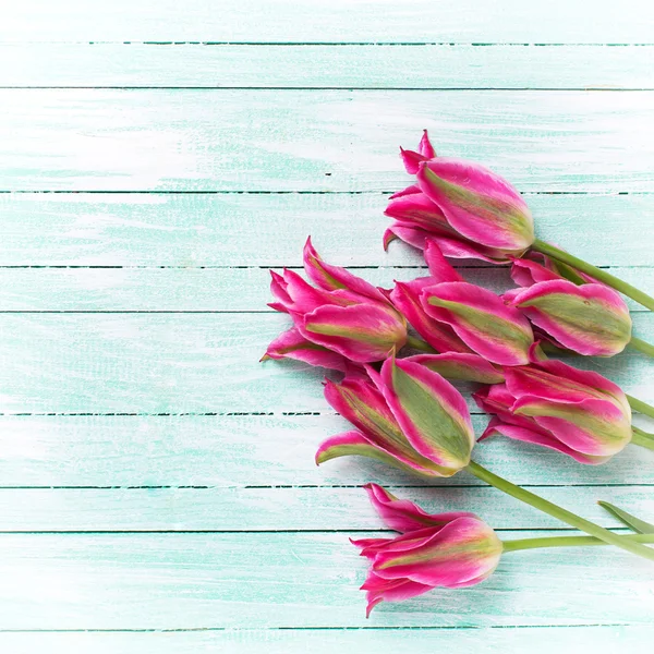 Υπόβαθρο με τα φωτεινά ροζ τουλίπες λουλούδια — Φωτογραφία Αρχείου