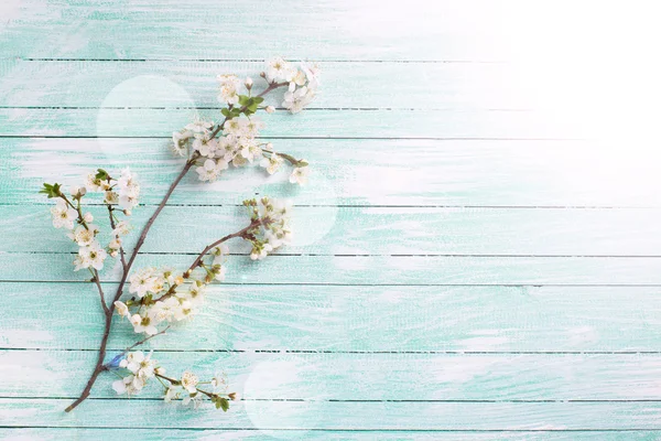 Flowering tree branches — Stock Image Flowering tree branches Stock Picture