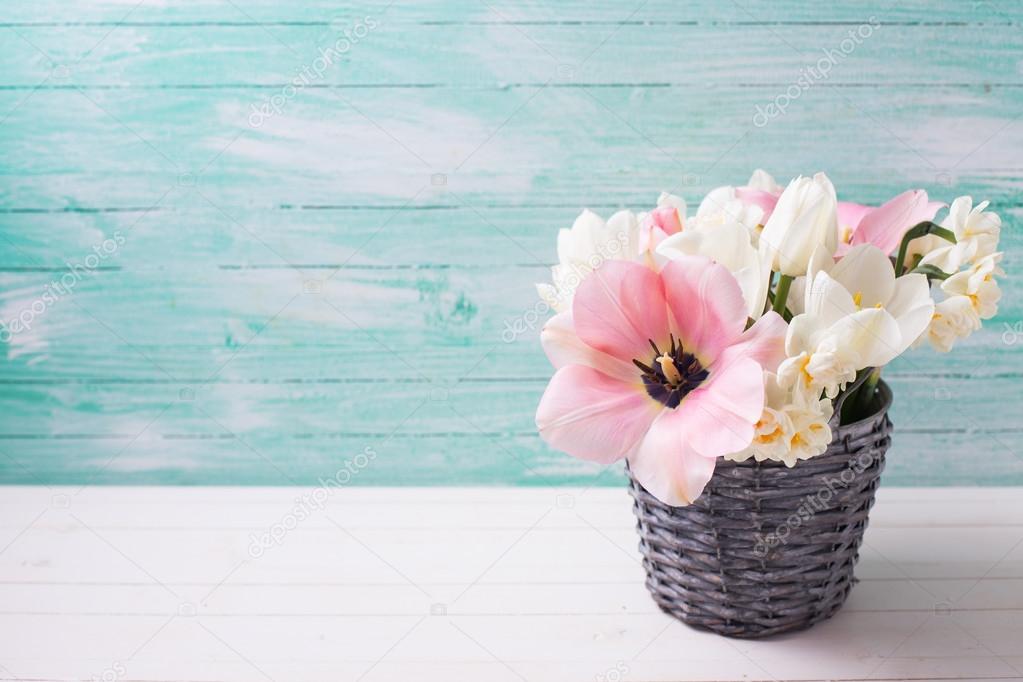 Background with fresh  tulip  and narcissus flowers