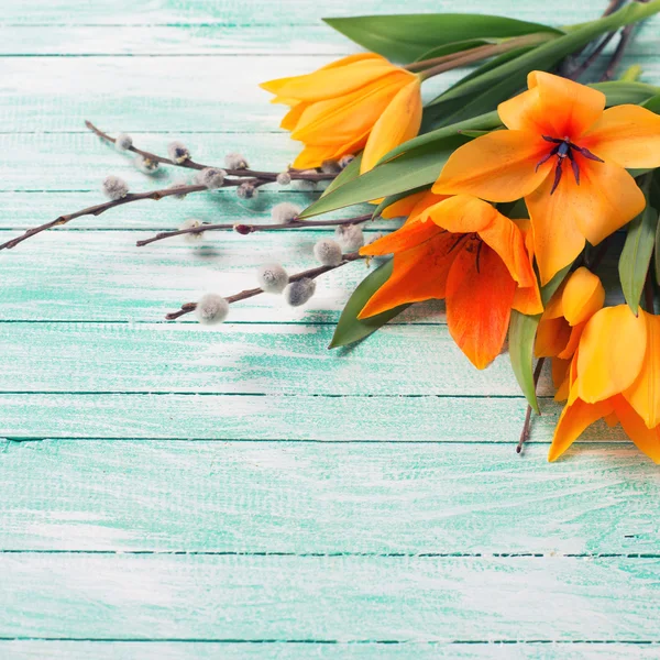 チューリップと柳花の背景 — ストック写真